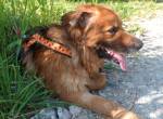 Ulisse, eine  Adoption des Herzens