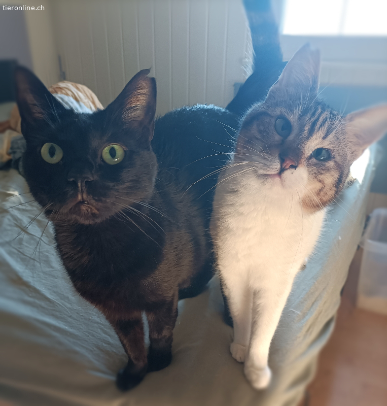Minami und Tsuki, EHK – Katze zur Adoption im Kanton Appenzell Ausserrhoden
