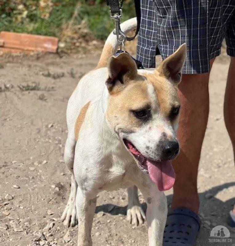Ikarosz, hübscher Hundemann