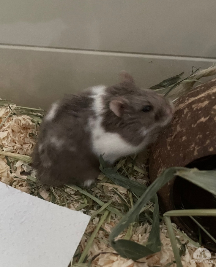 Zwerghamster Aramis