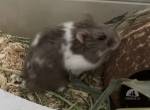 Nagetiere