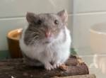 Nagetiere