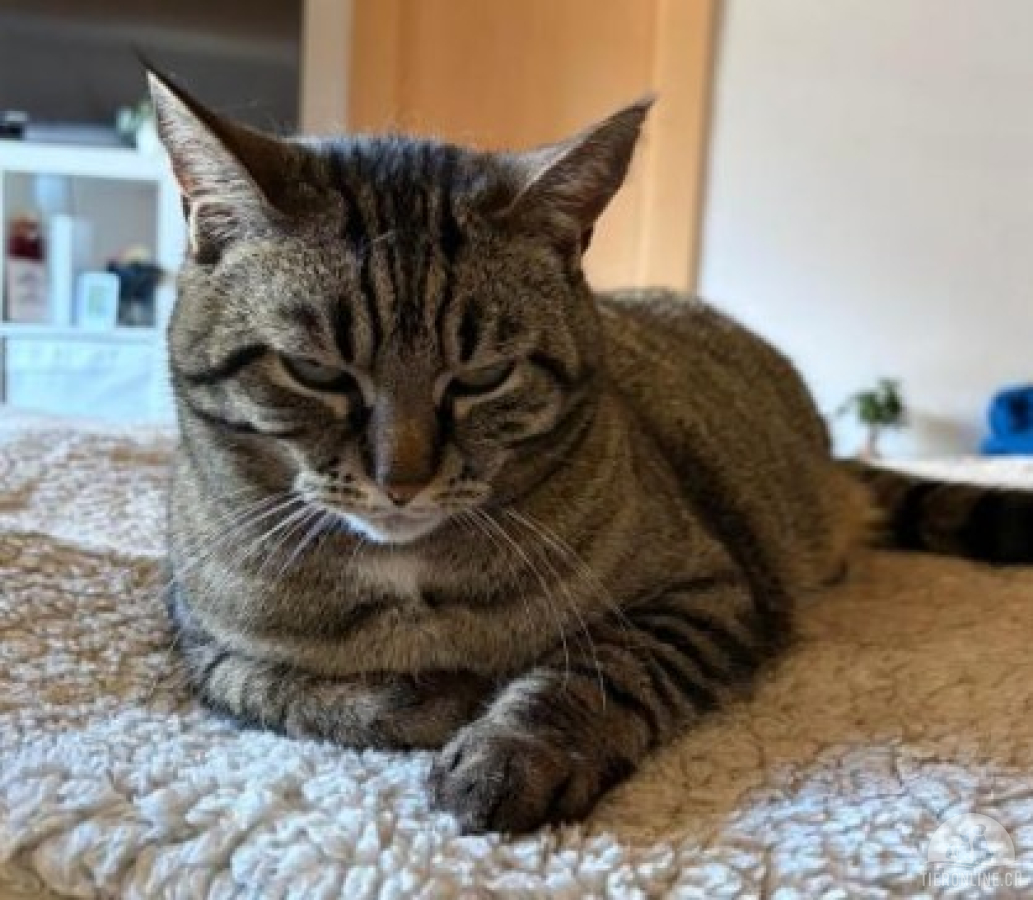 Katzen Schweiz