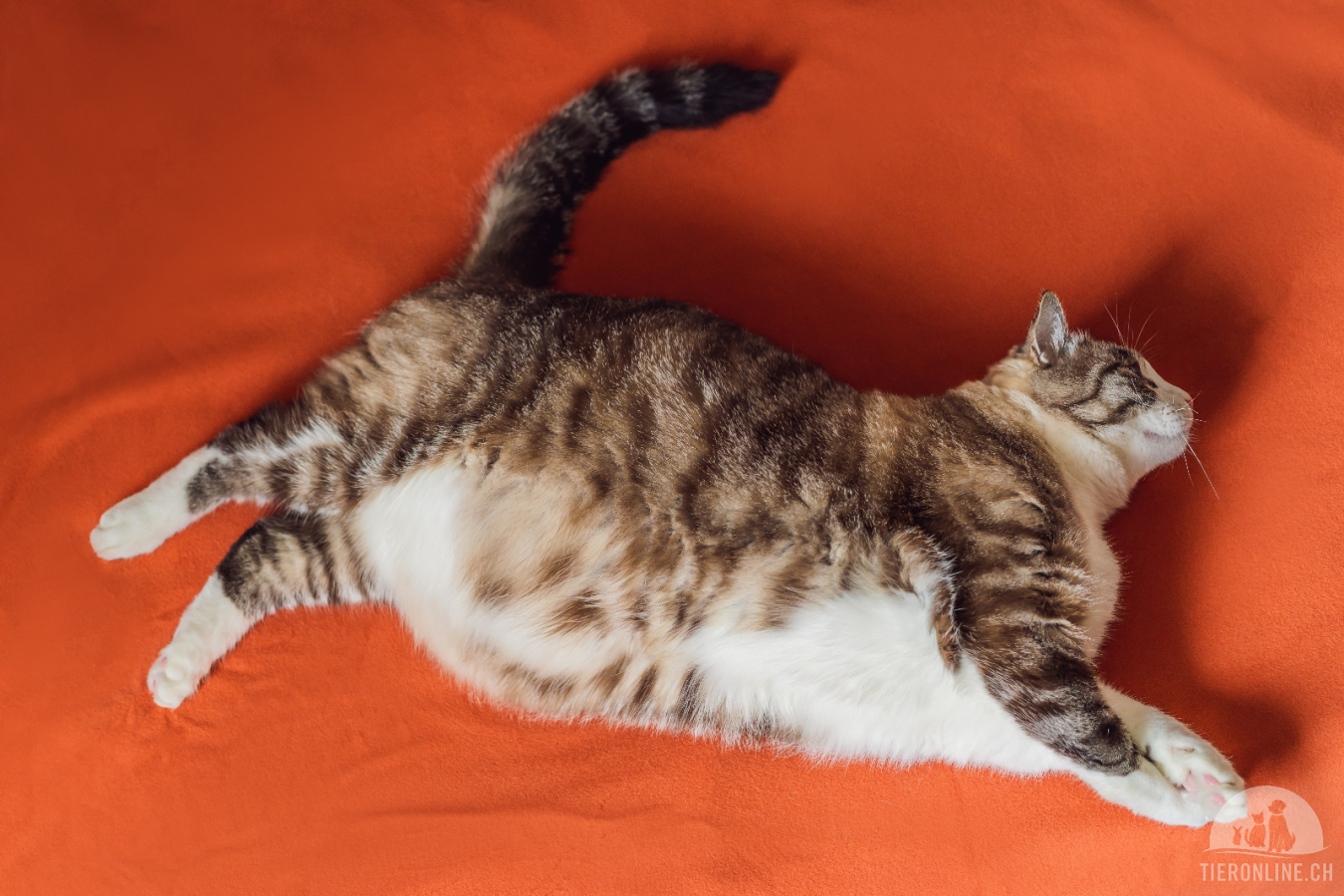 Webinar - Übergewicht bei Katzen