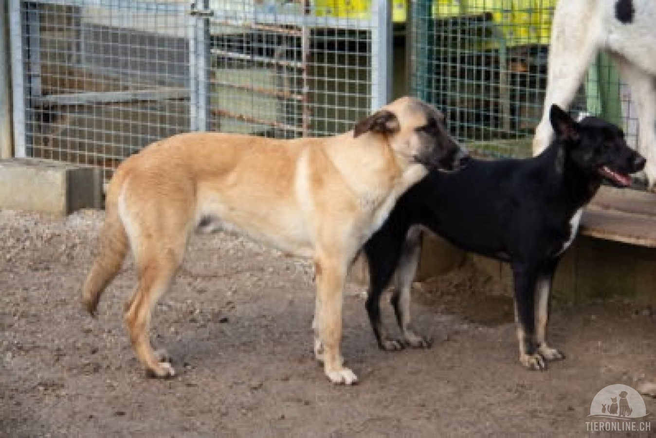 Hunde Ausland
