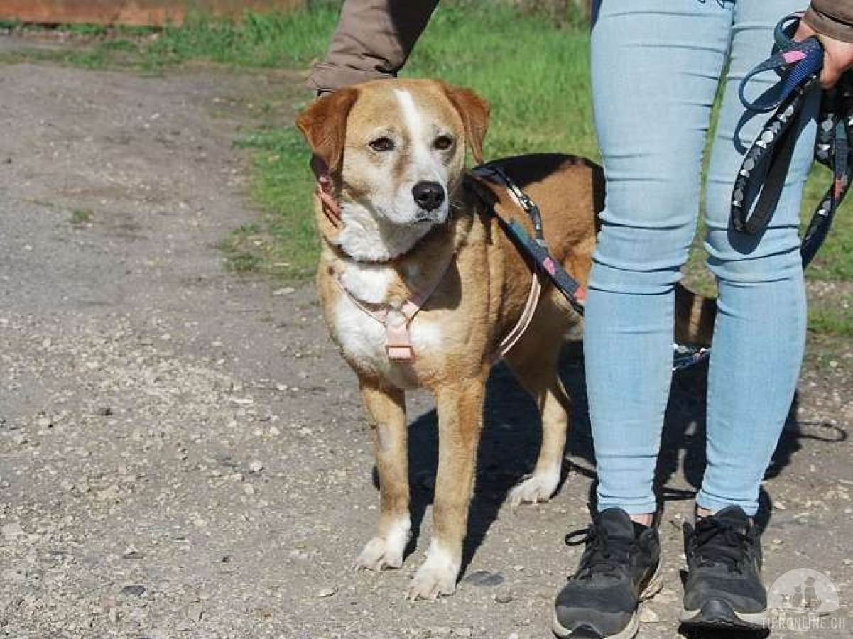 Hunde Ausland