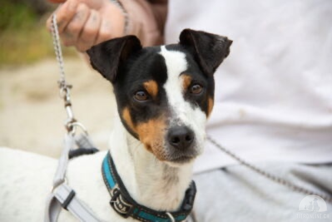 Hunde Ausland
