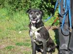 BLACKY, freundlicher Mischlingsrüde, ca. 8 Jahre, 46cm, 19kg