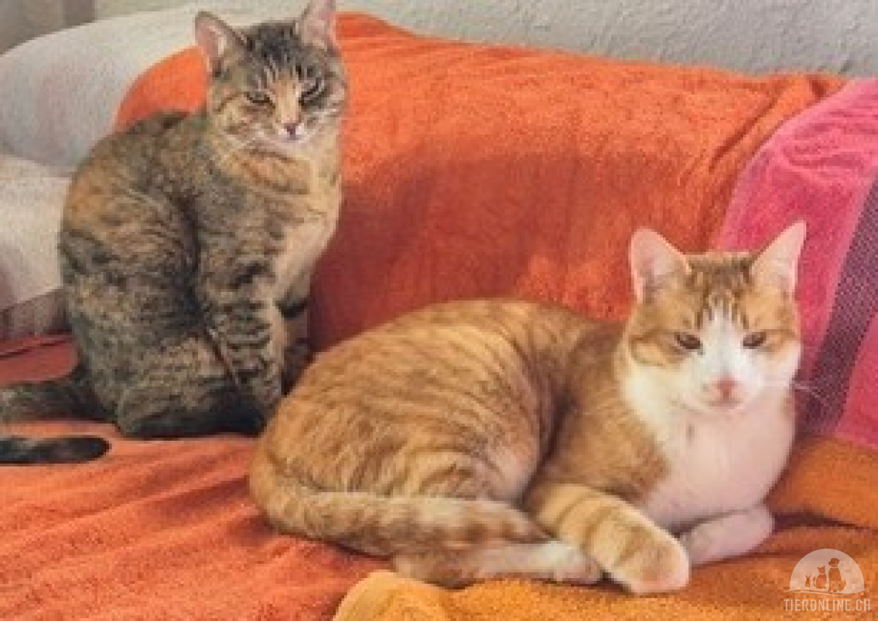 Katzen Schweiz
