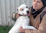 Kobe, fröhlicher Hundemann