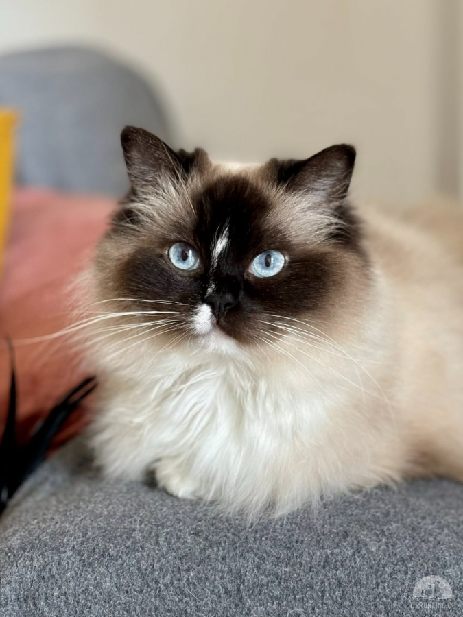 Katzen Ausland