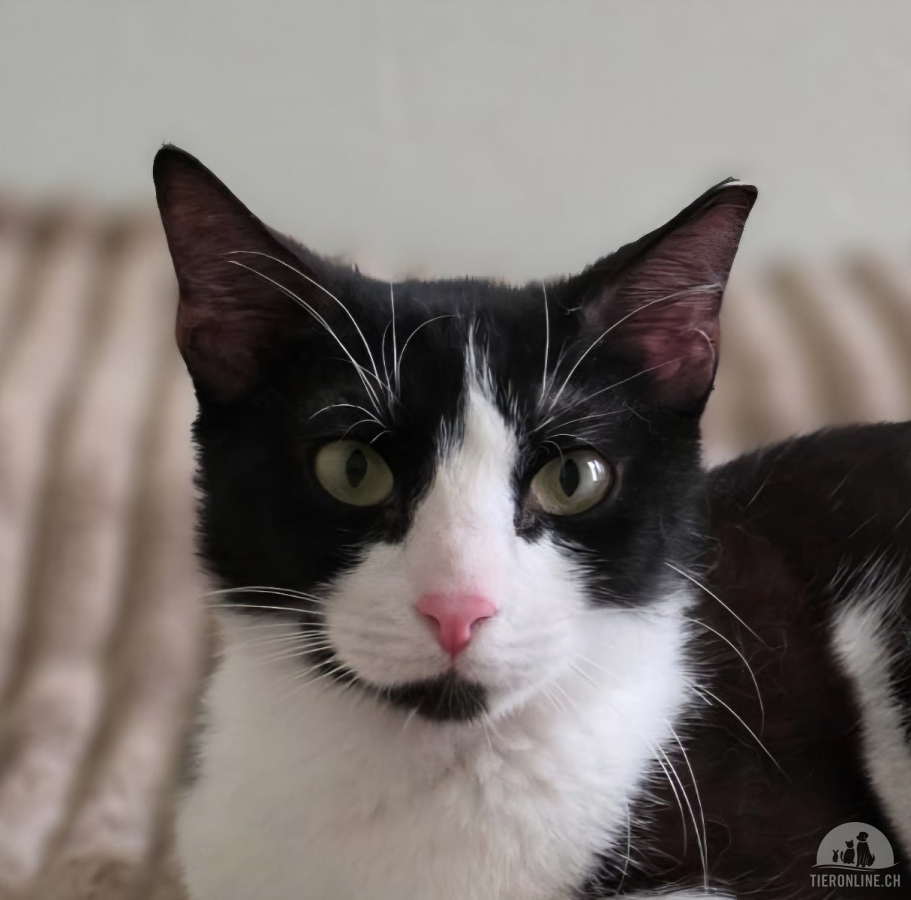 Katzen Ausland