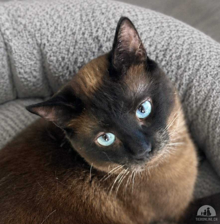 Katzen Ausland