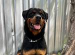 Rocky-14, sehr lieb, verschmust und freundlich