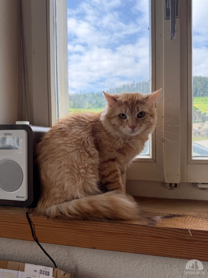 Ash und Cooper suchen gemeinsam ihr für immer zu Hause