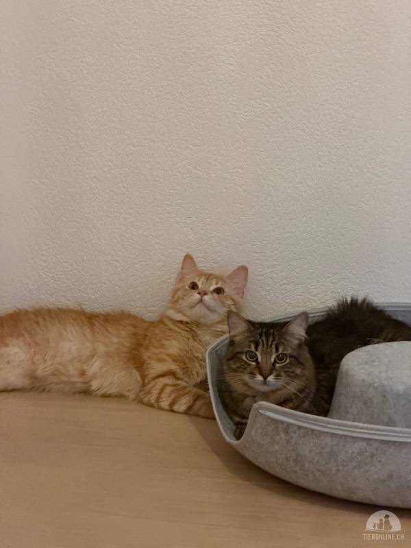 Ash und Cooper suchen gemeinsam ihr für immer zu Hause
