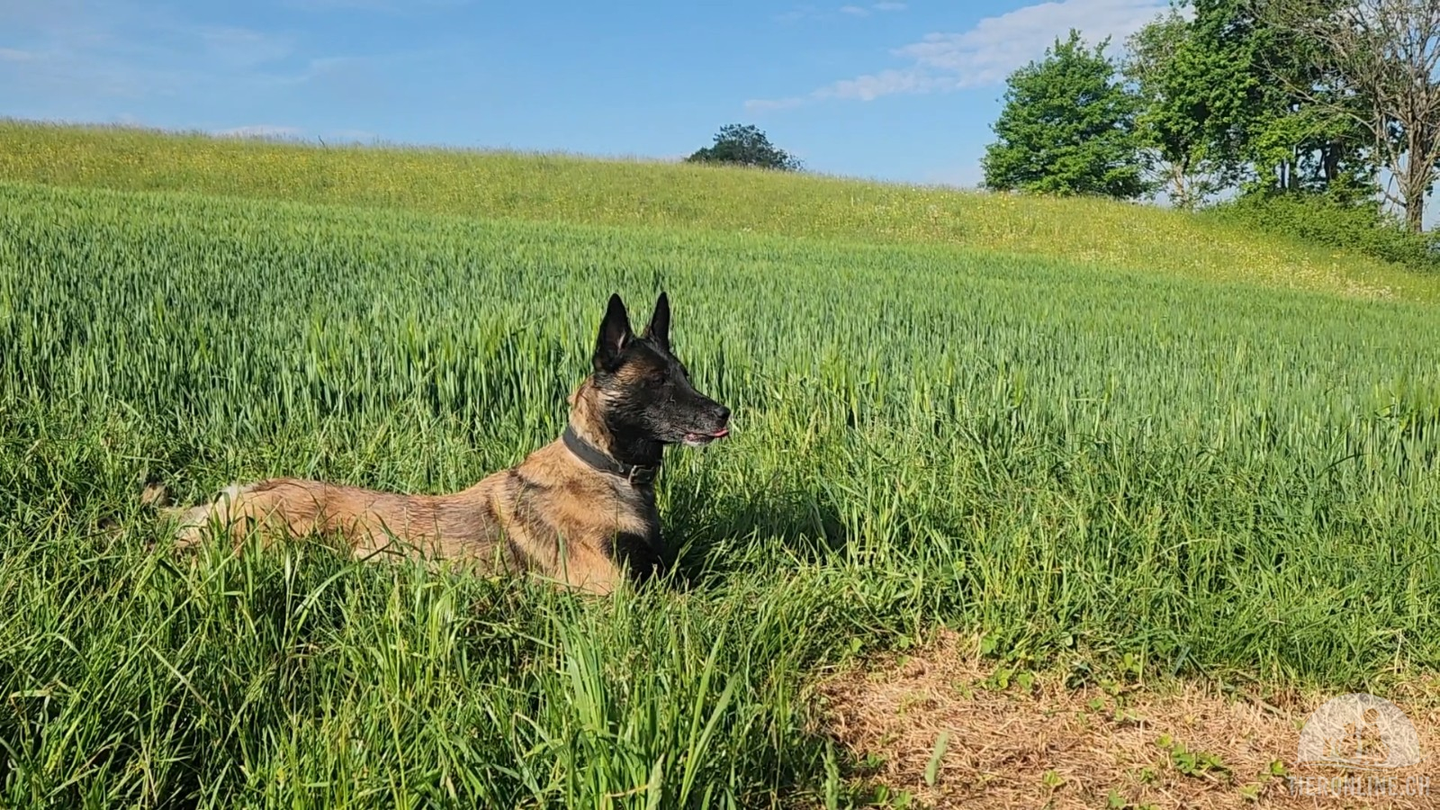 Hunde Schweiz