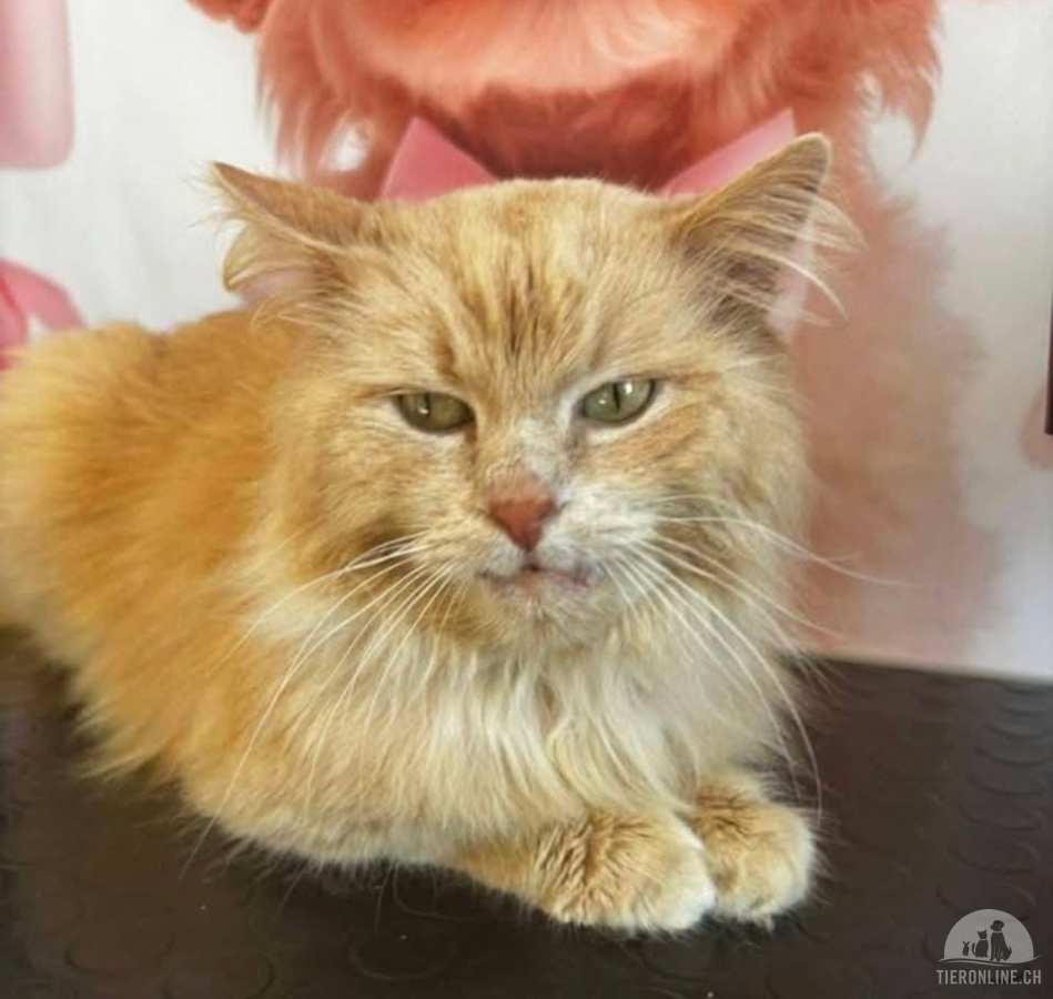 Katzen Ausland