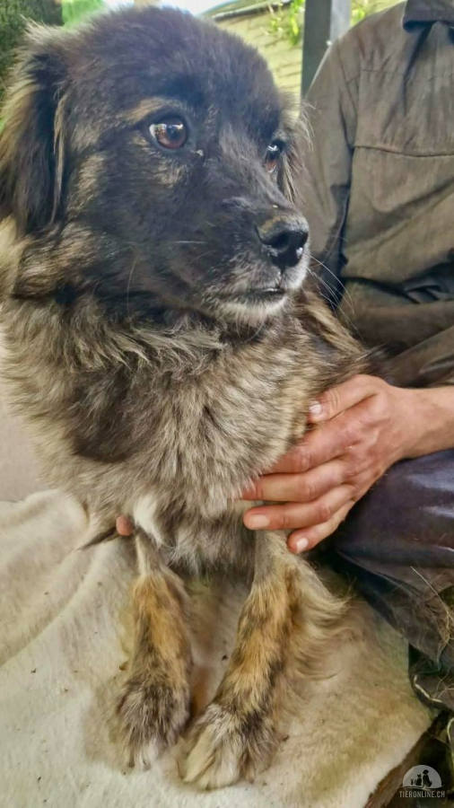 Hunde Ausland
