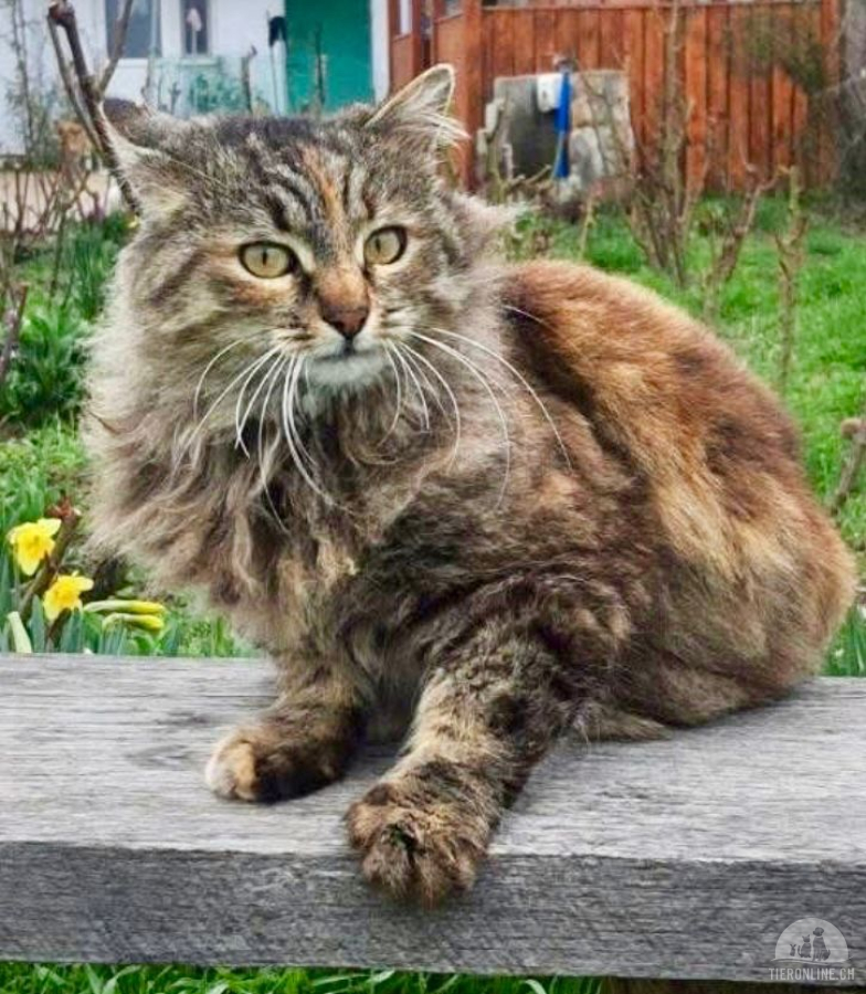 Katzen Ausland