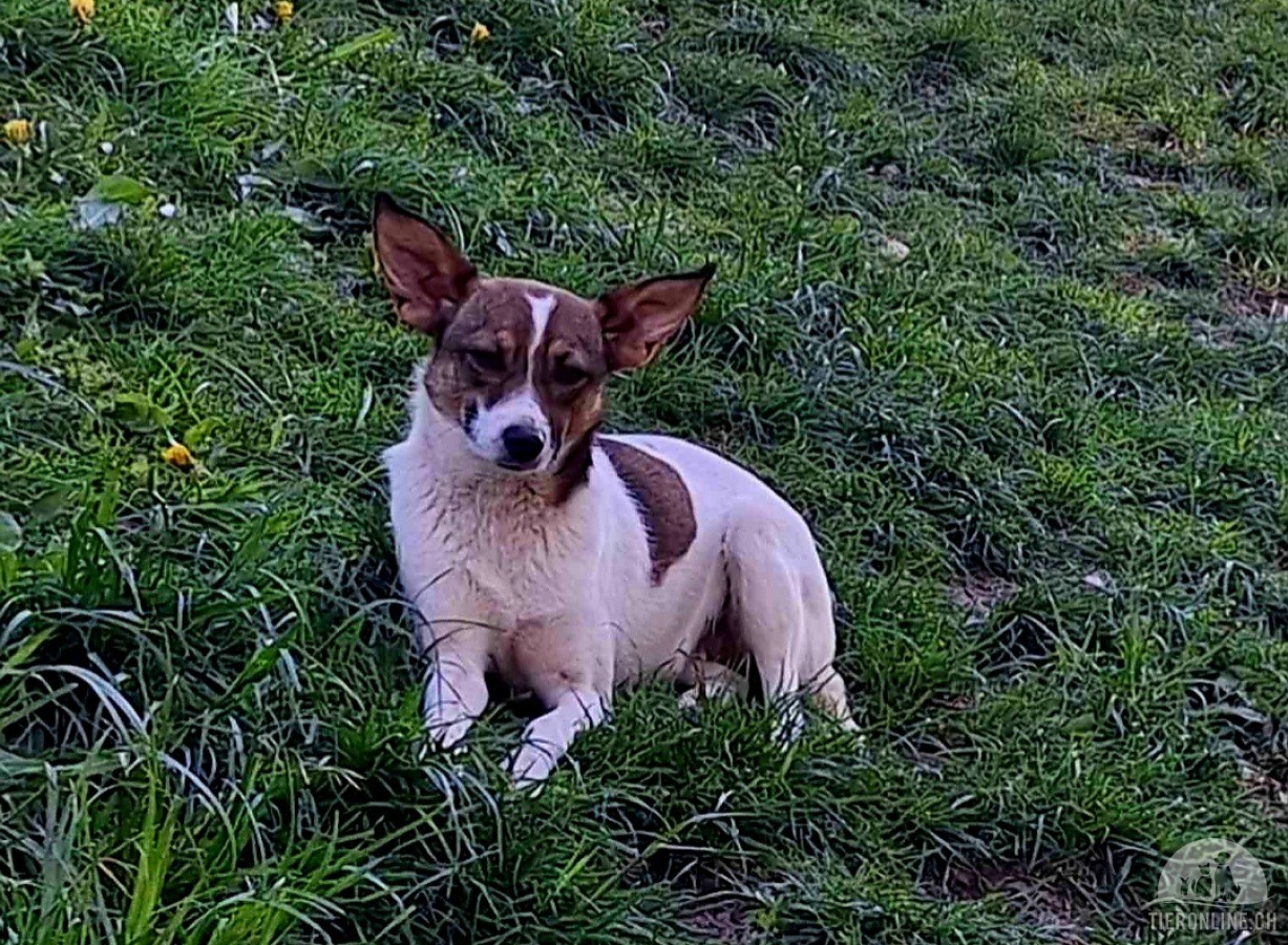 Hunde Schweiz