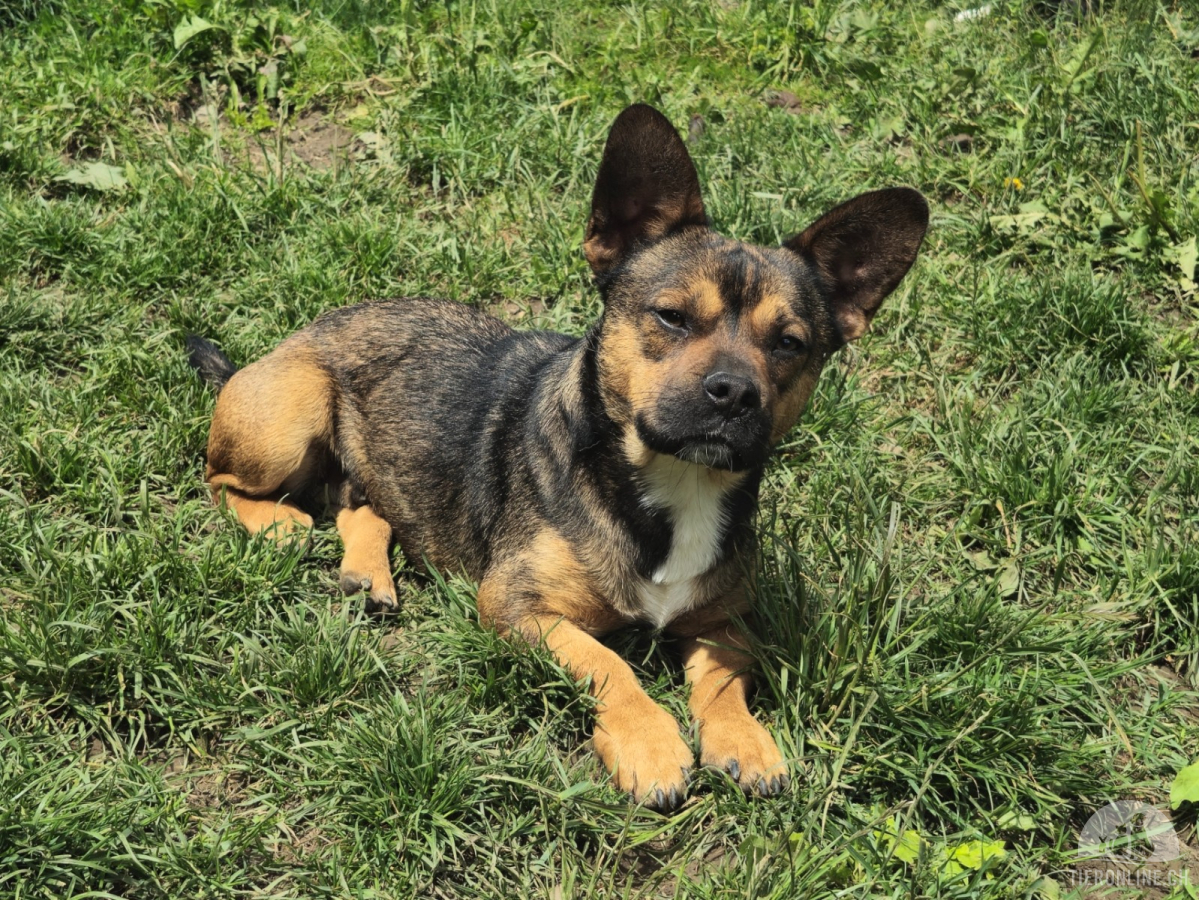 Hunde Schweiz