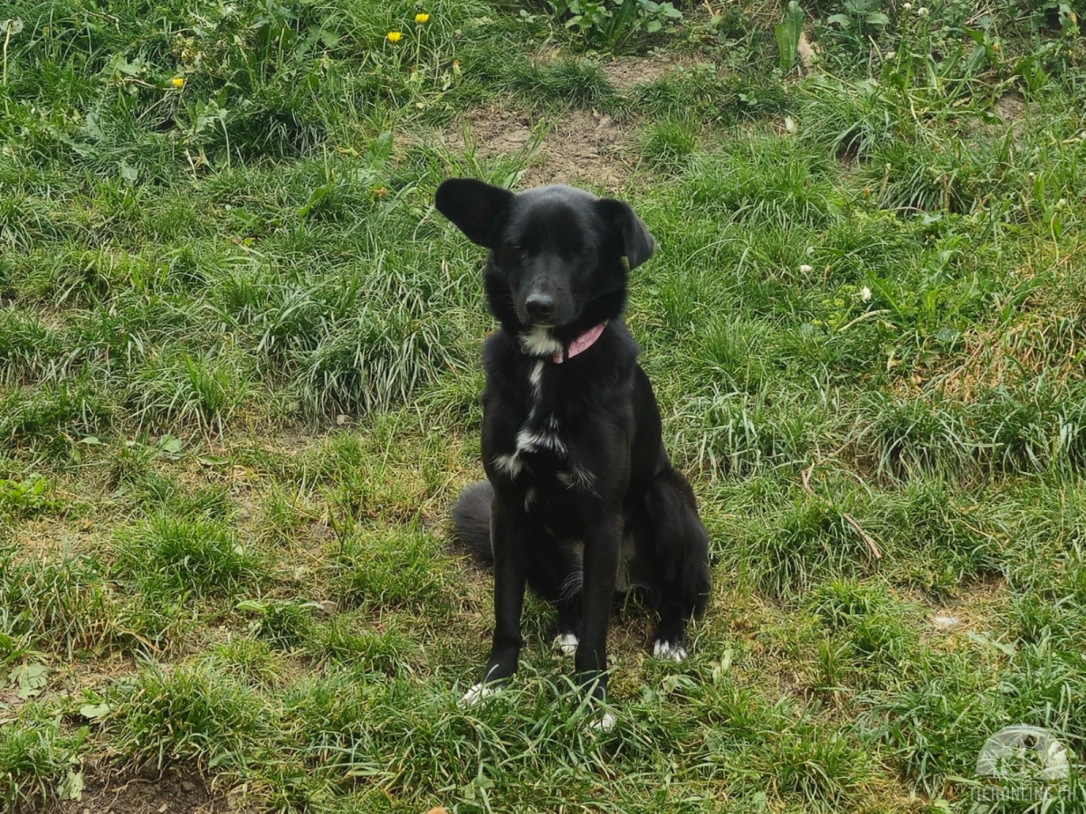 Hunde Schweiz