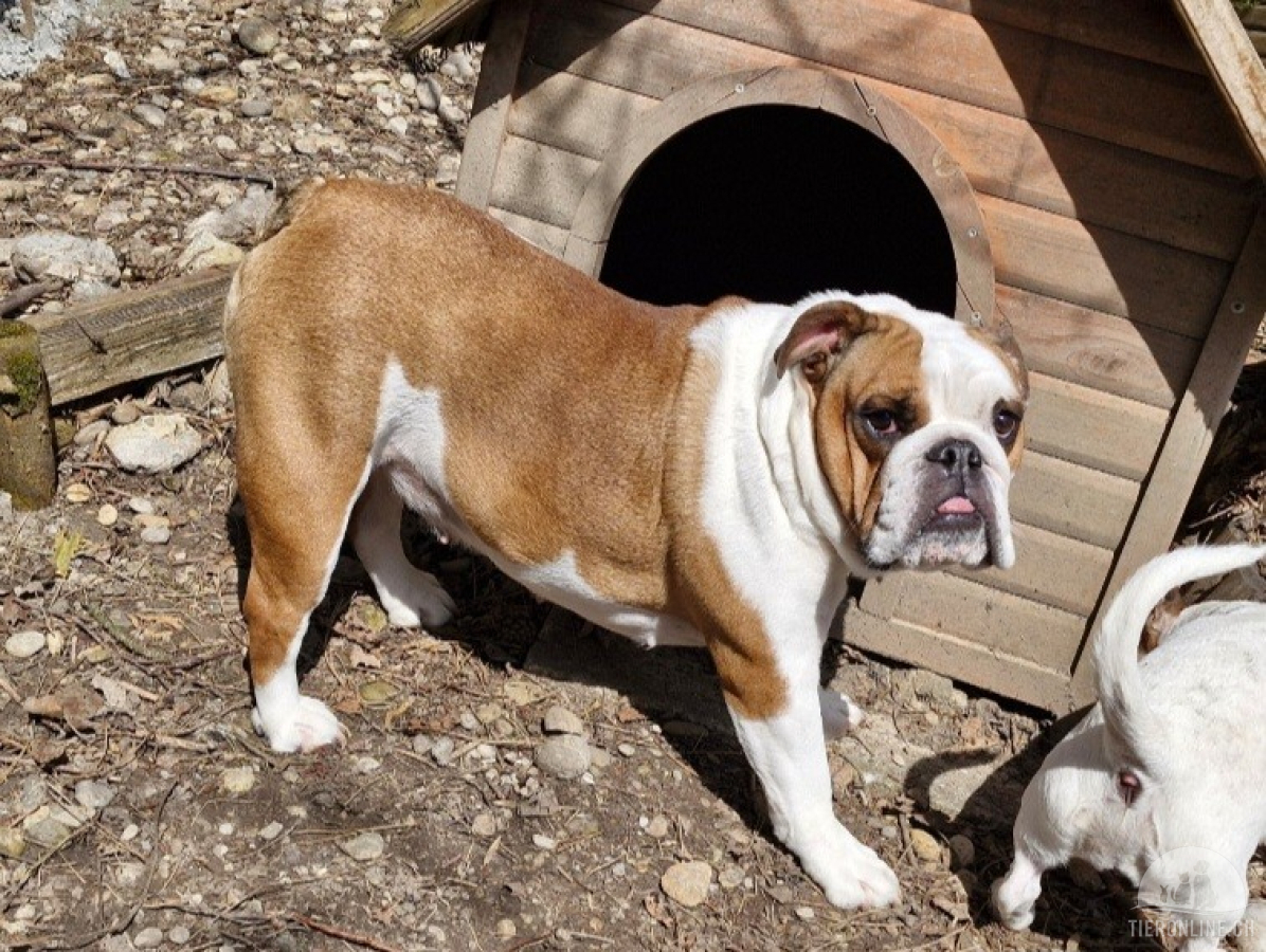 Hunde Schweiz