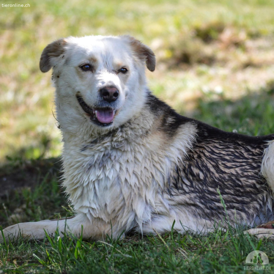 Hunde Schweiz
