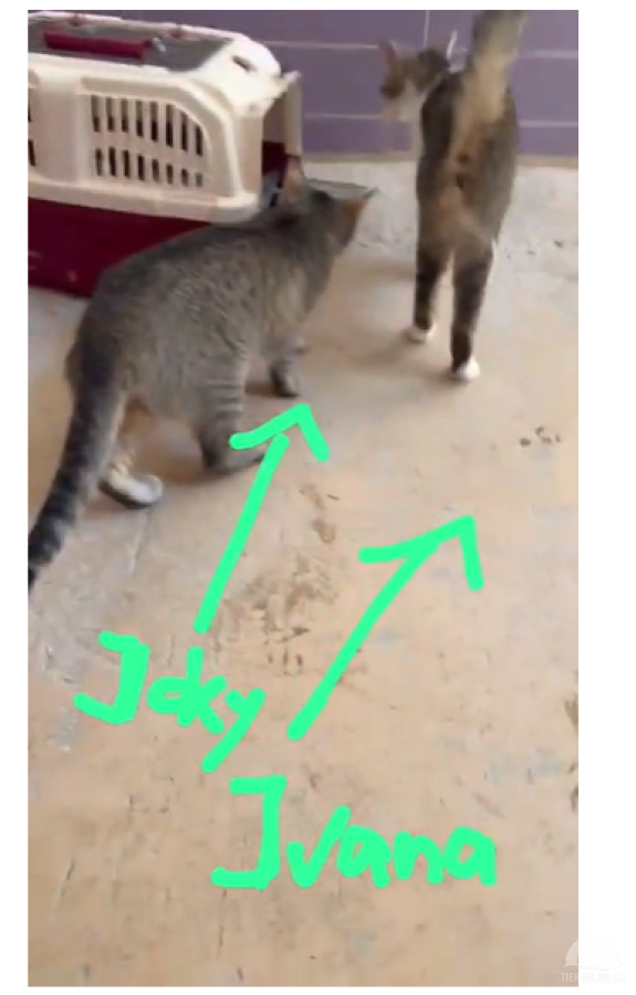 Katzen Ausland