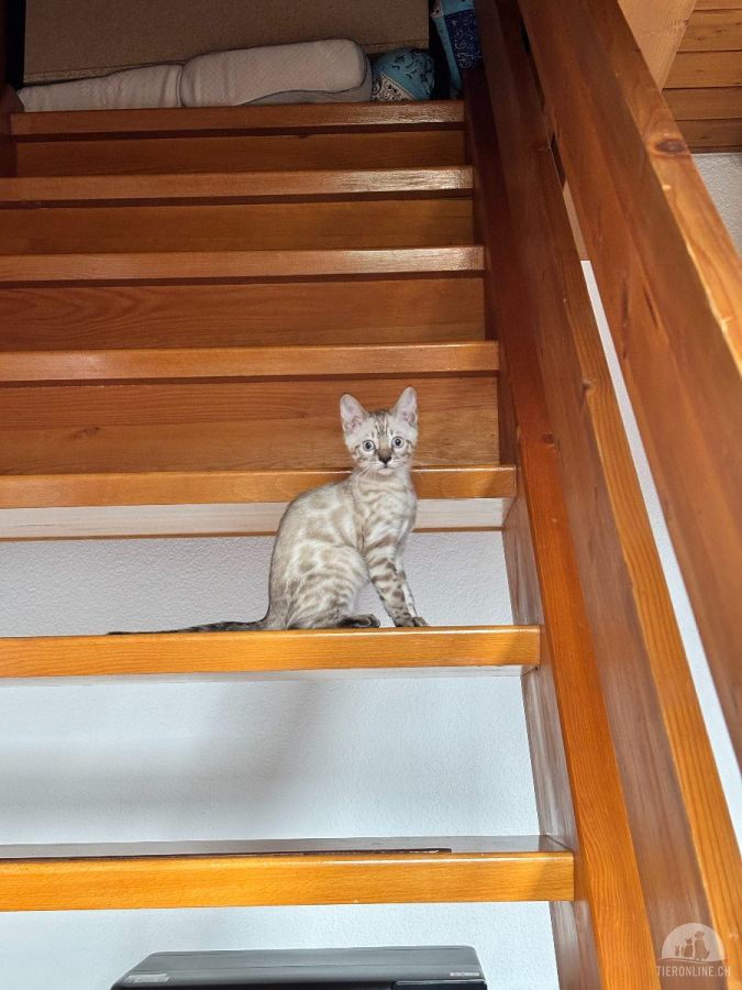 Katzen Schweiz
