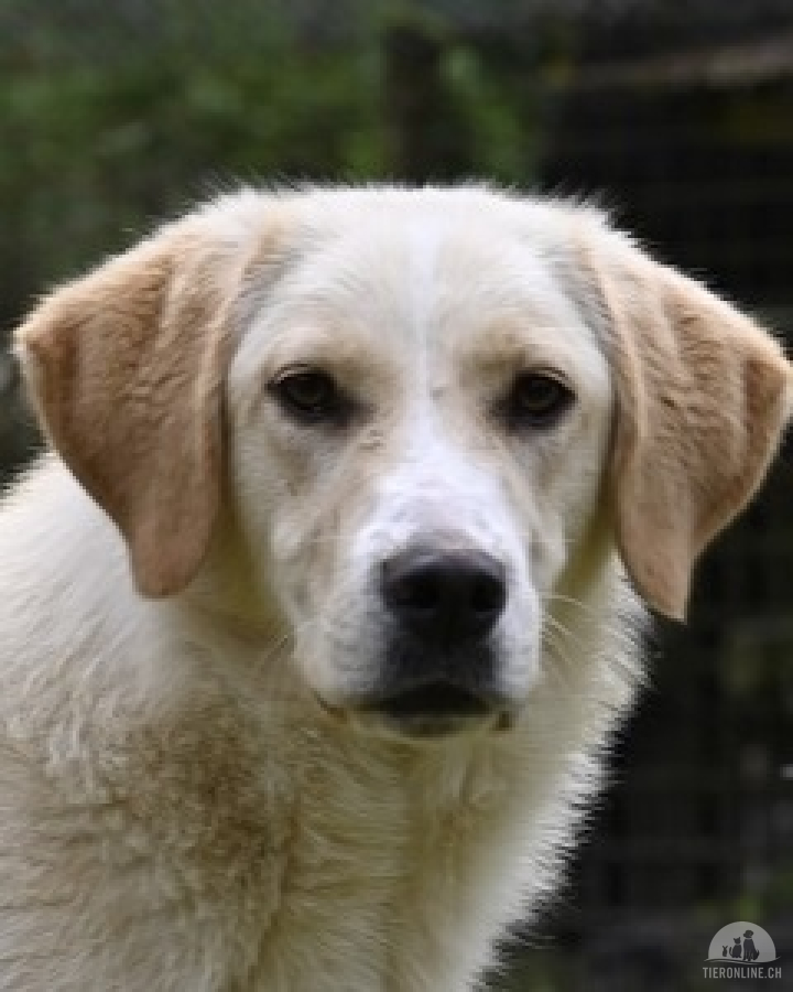 Hunde Ausland