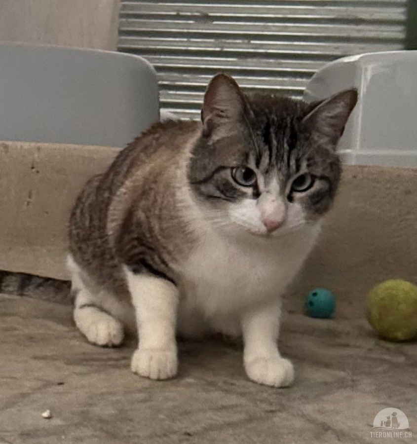 Katzen Ausland