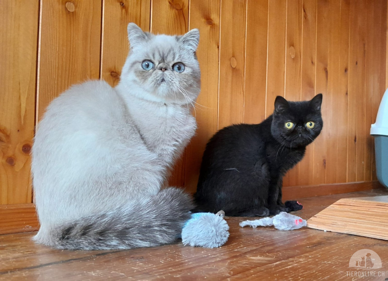 Katzen Schweiz