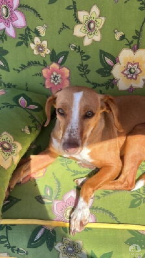 Hunde Deutschland