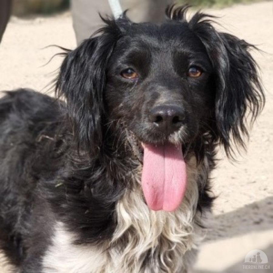 Hunde Ausland