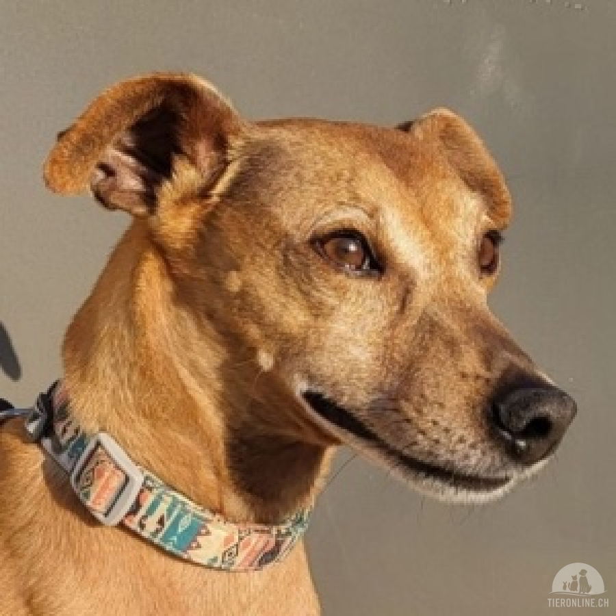 Hunde Ausland