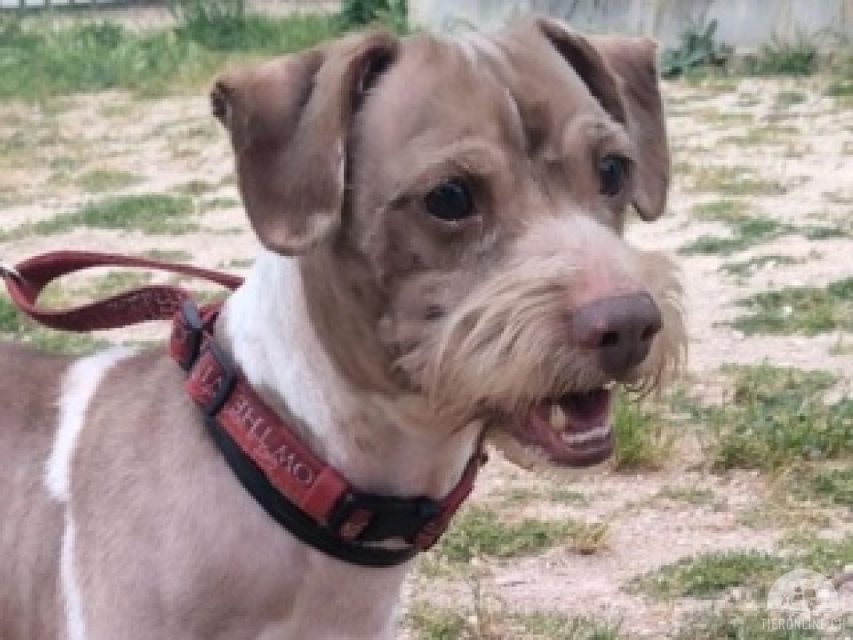 Hunde Ausland