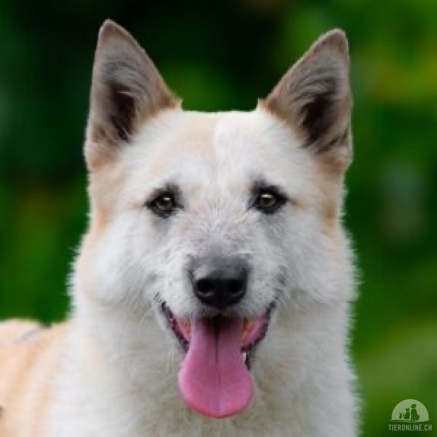 Hunde Ausland