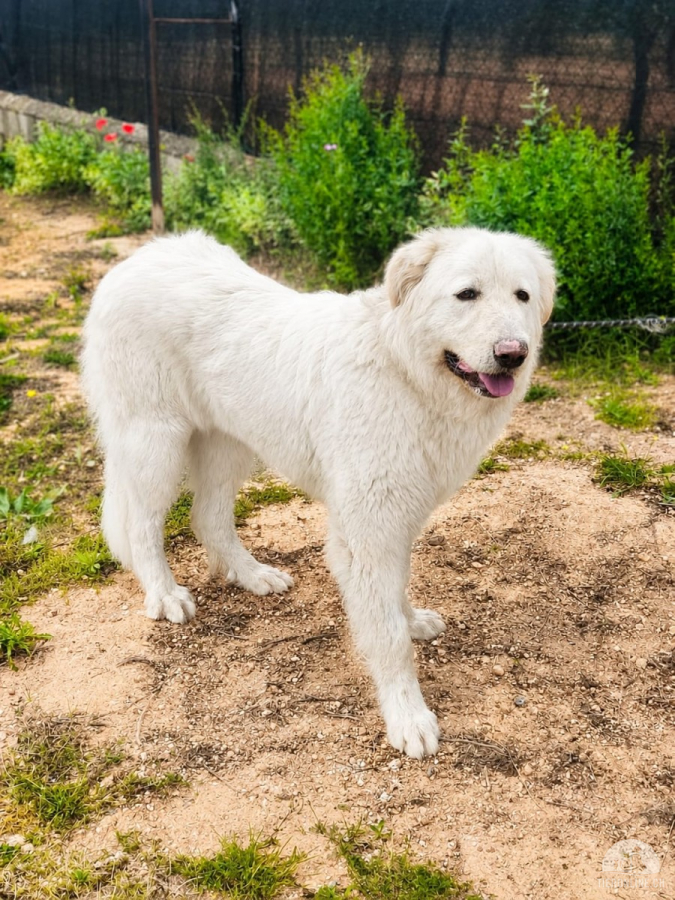 Hunde Ausland