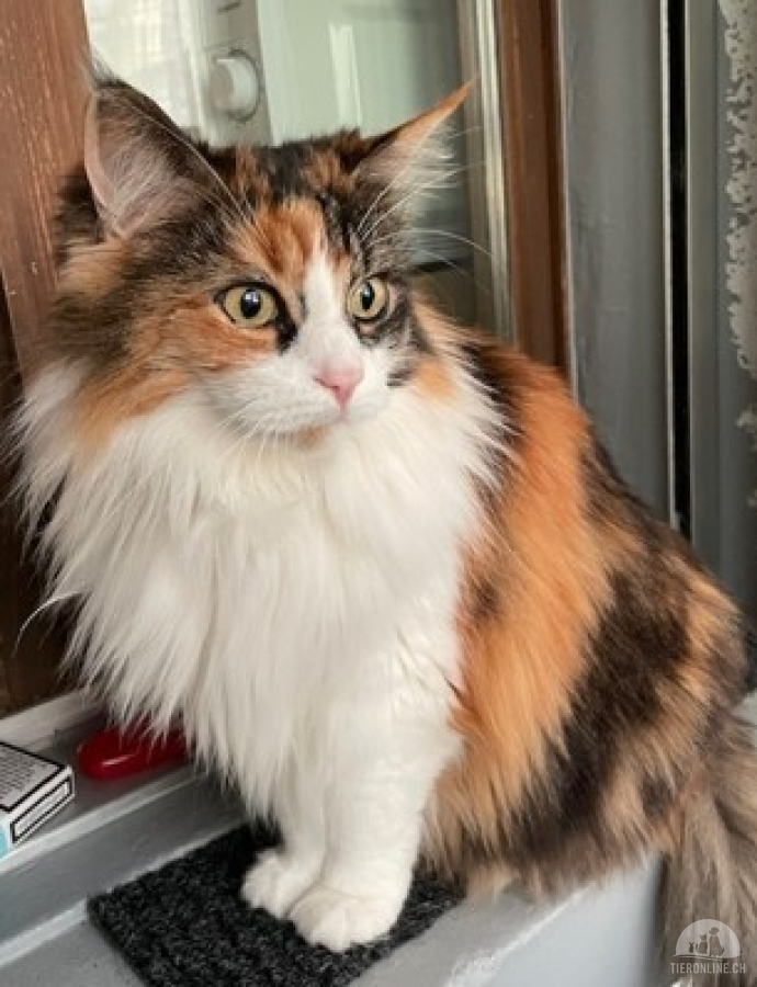 Katzen Schweiz