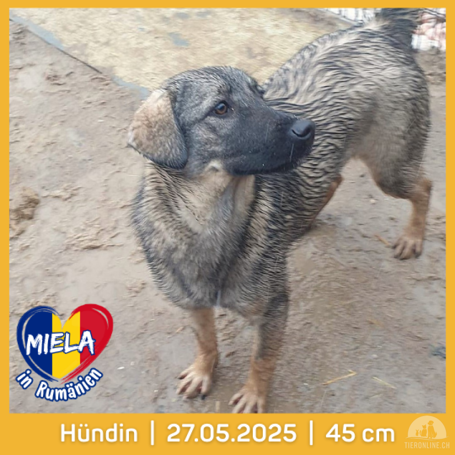 Hunde Ausland