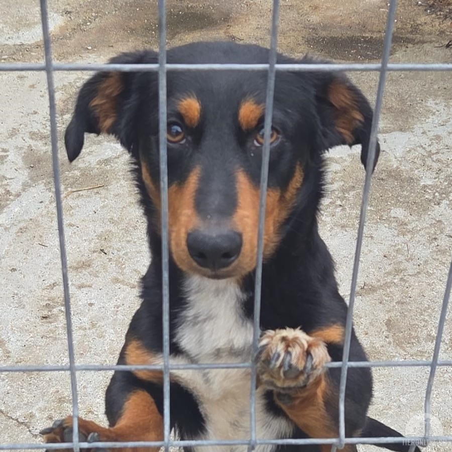 Hunde Ausland