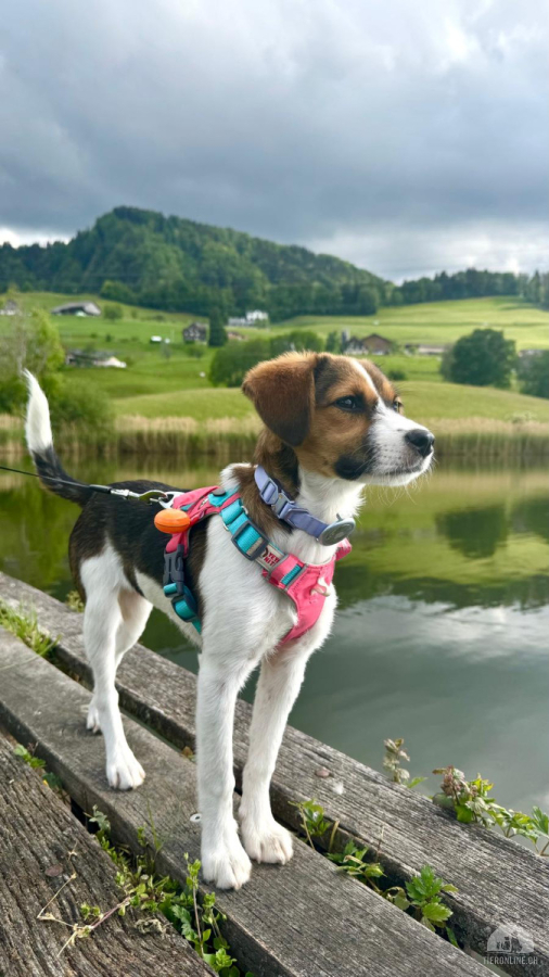 Nyusha sucht ein liebevolles Zuhaus