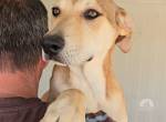 Leda: ich wäre gern Familienhund