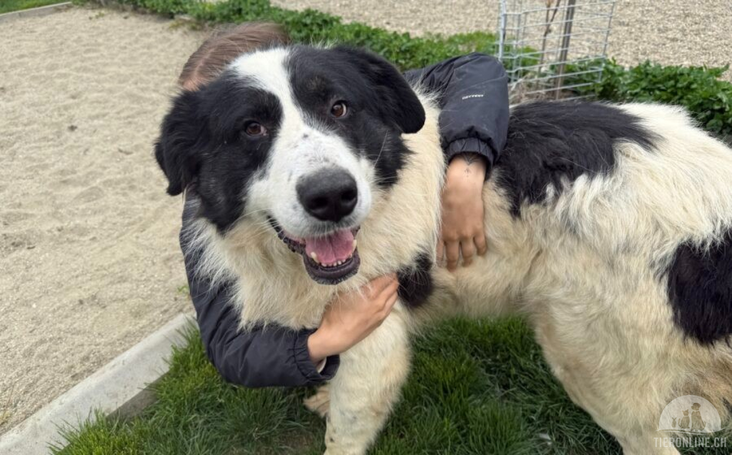 Hunde Ausland