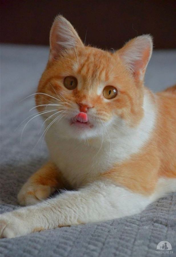 Katzen Ausland