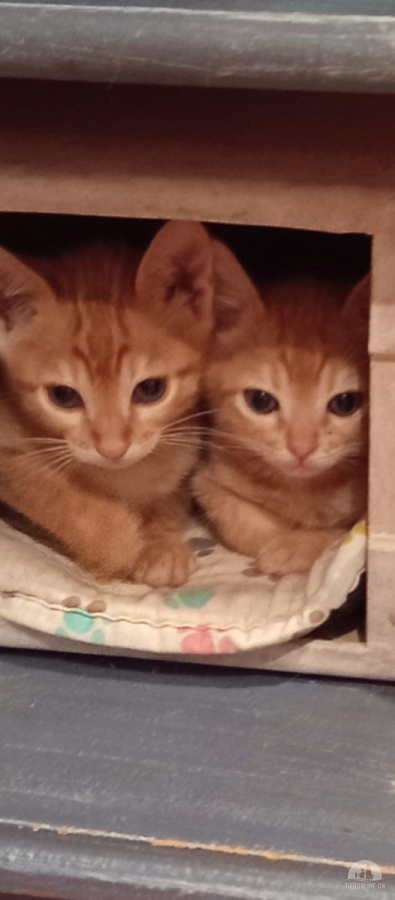 Katzen Ausland