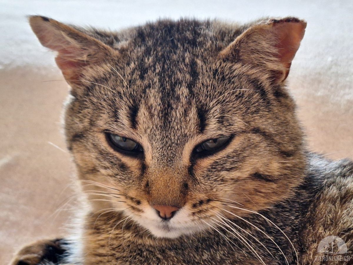 Katzen Schweiz