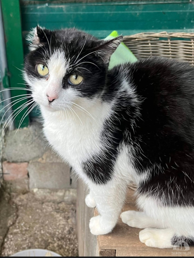 Katzen Ausland